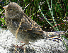 Pipit farlouse