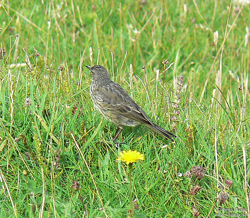 Eurasian Rock Pipit