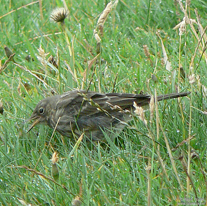 European Rock Pipit