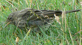 European Rock Pipit