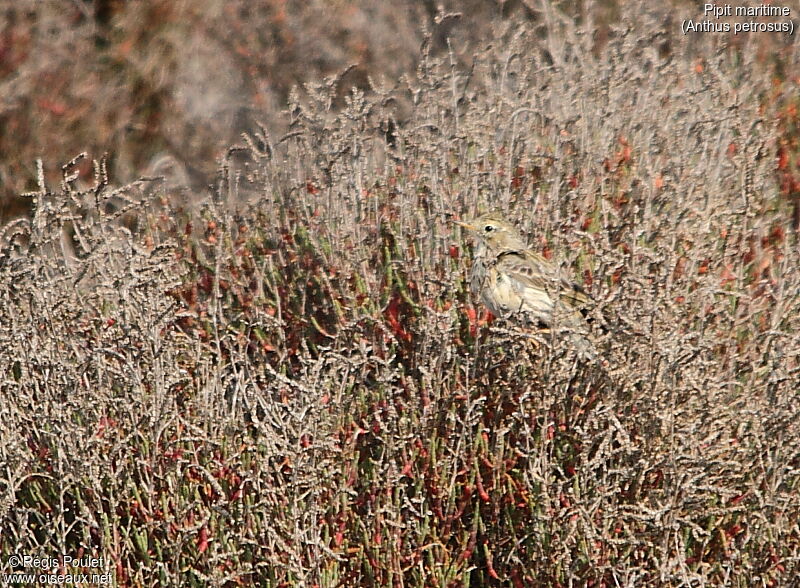 European Rock Pipit