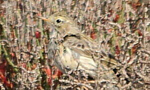 European Rock Pipit