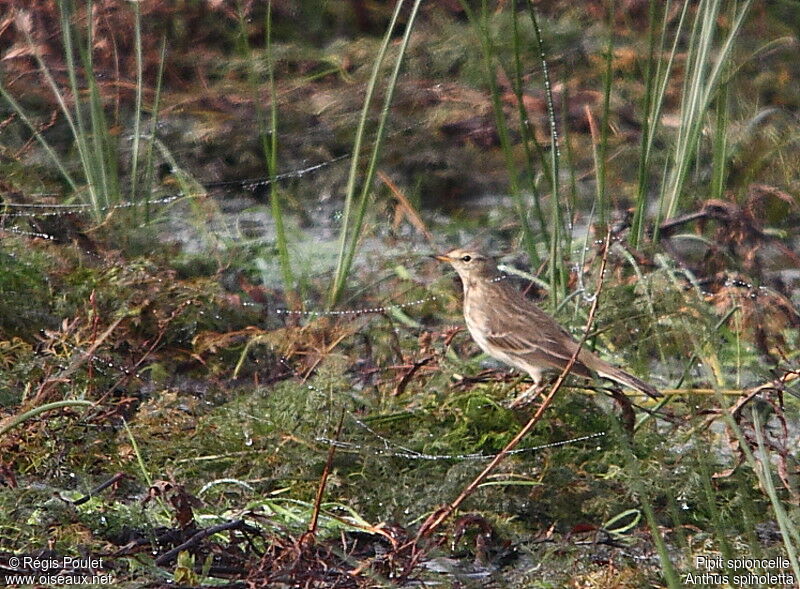 Water Pipit