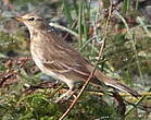 Pipit spioncelle