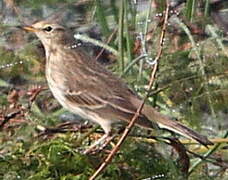 Water Pipit