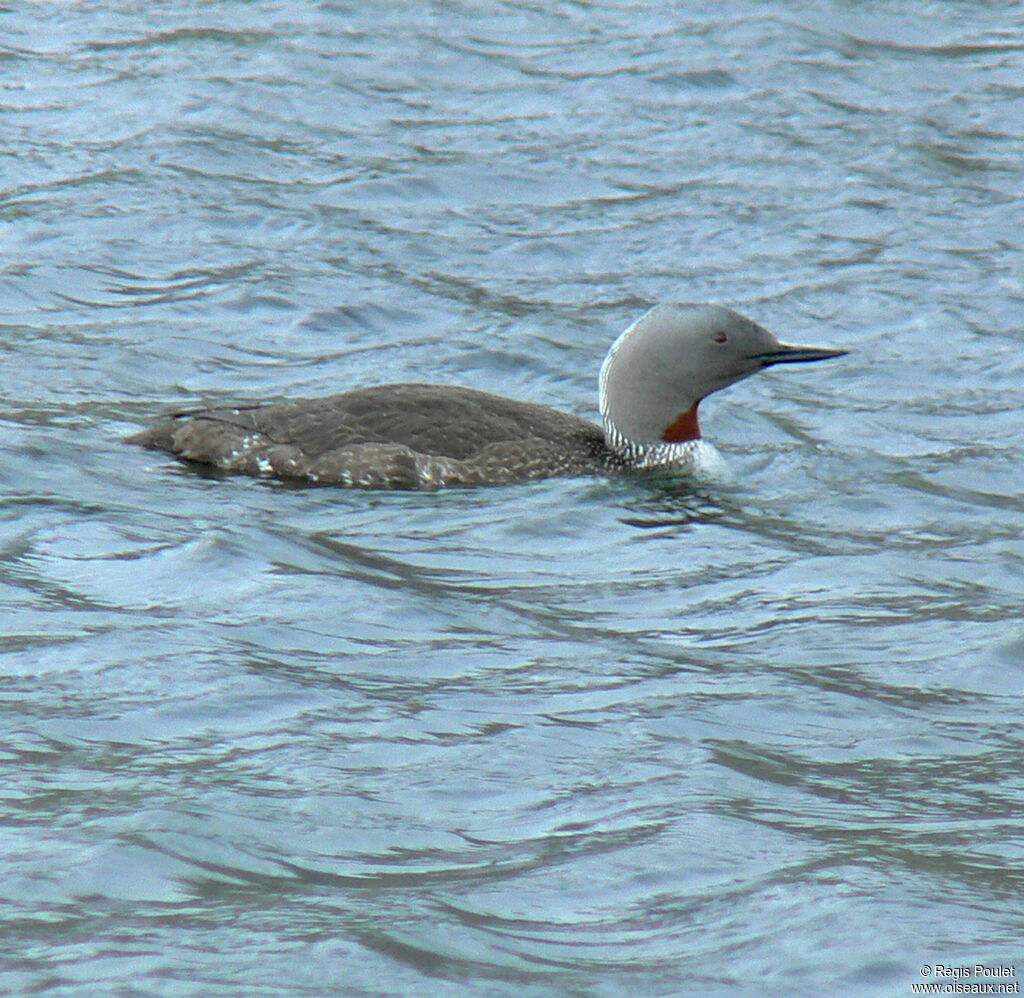 Red-throated Loonadult breeding