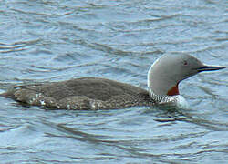 Red-throated Loon