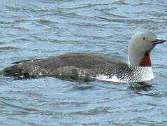 Red-throated Loon