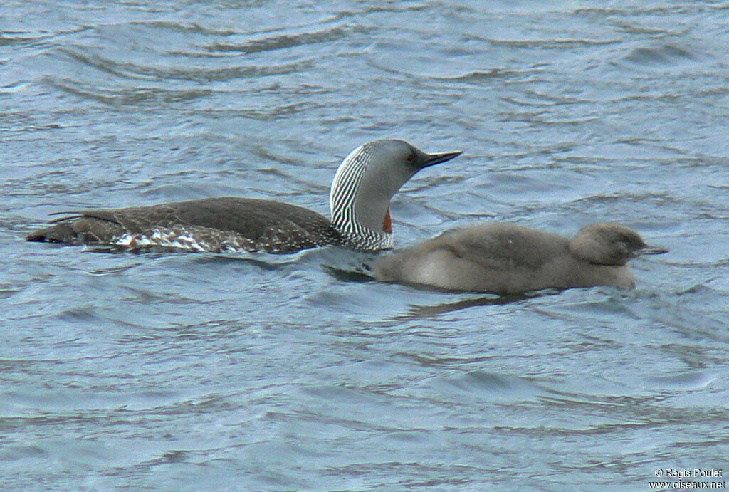 Red-throated Loon