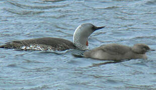 Red-throated Loon