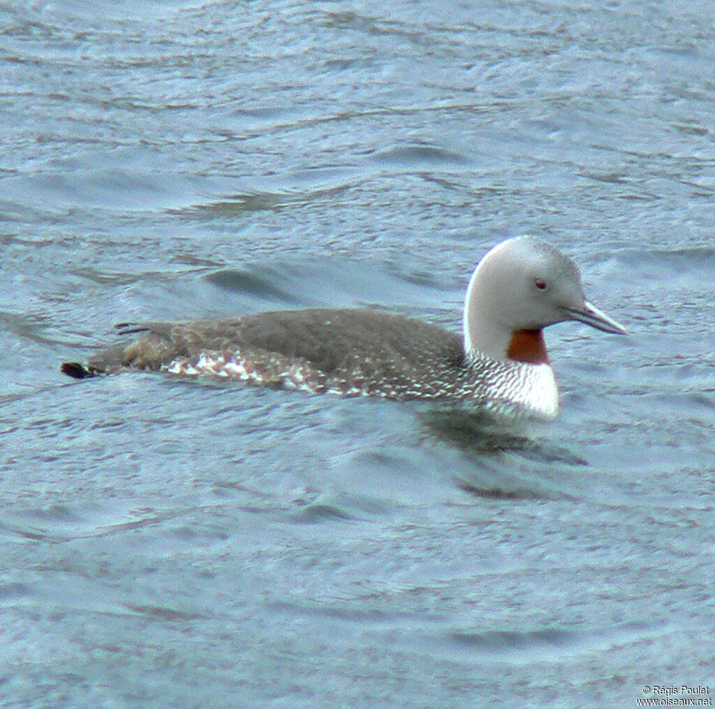 Red-throated Loonadult breeding