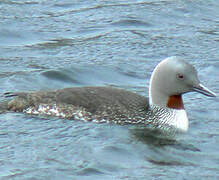 Red-throated Loon