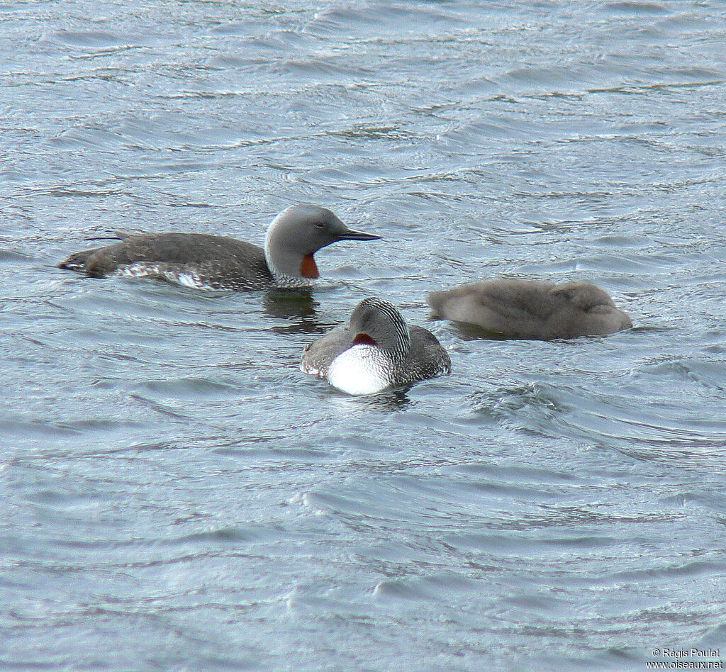 Red-throated Loon 