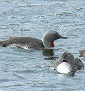 Red-throated Loon