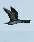 Red-throated Loon