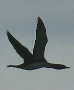 Red-throated Loon