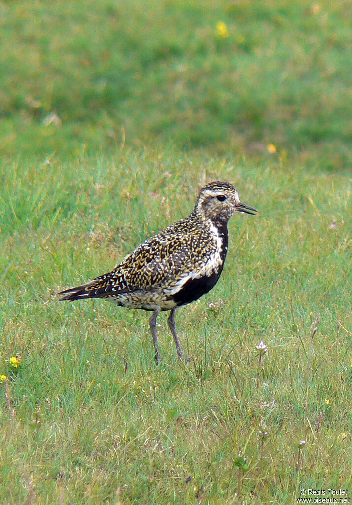 European Golden Plover male adult breeding