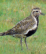 European Golden Plover