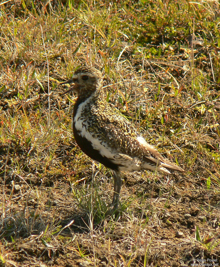 European Golden Plover male adult breeding