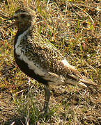 European Golden Plover