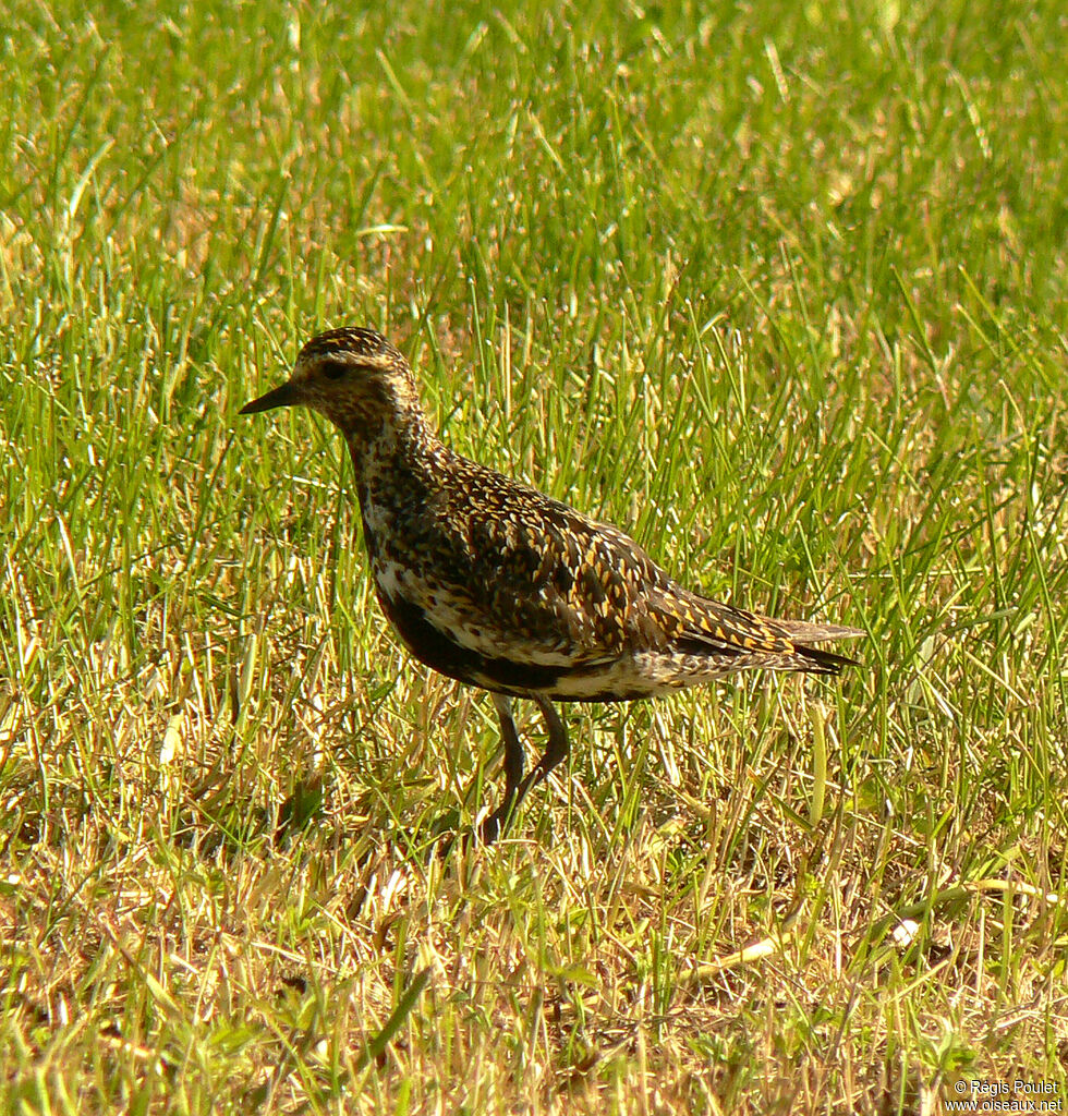 European Golden Plover female adult breeding