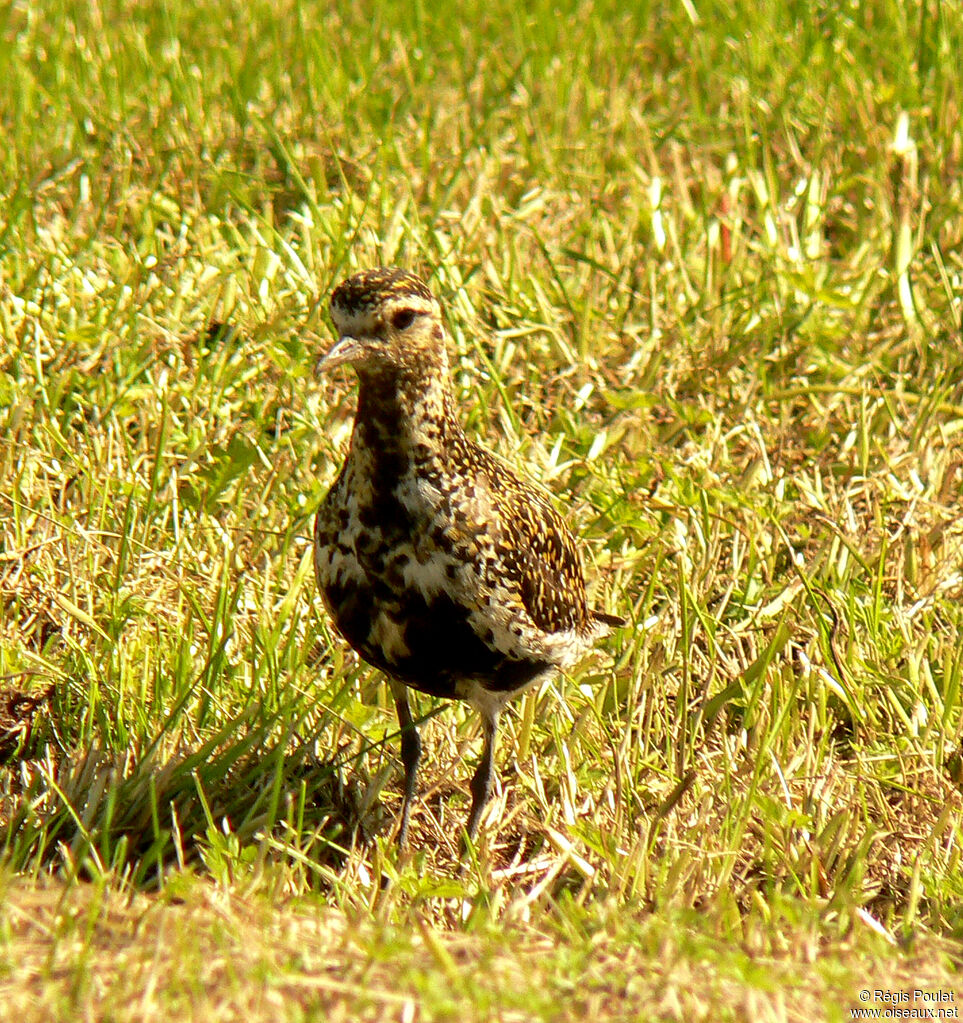 European Golden Plover female adult breeding