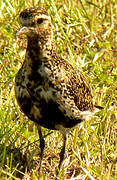 European Golden Plover