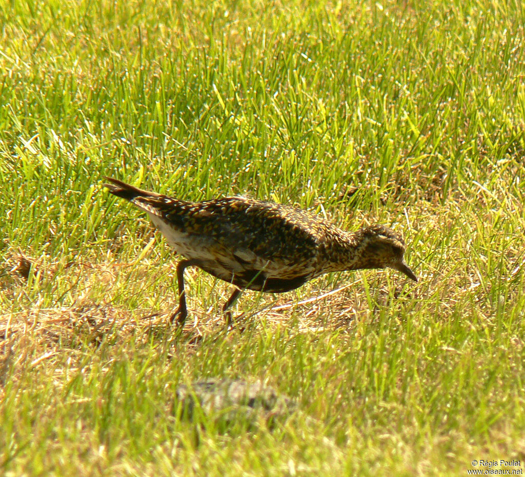 European Golden Plover female adult breeding