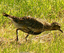 European Golden Plover