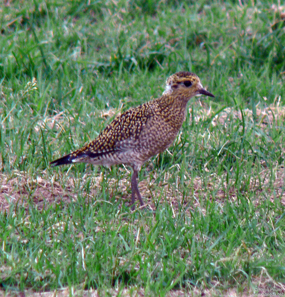 European Golden Ploverjuvenile