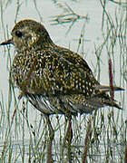 European Golden Plover