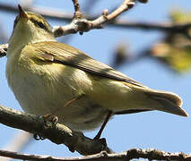 Willow Warbler