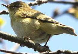 Willow Warbler