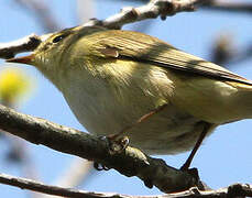 Willow Warbler