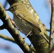 Willow Warbler