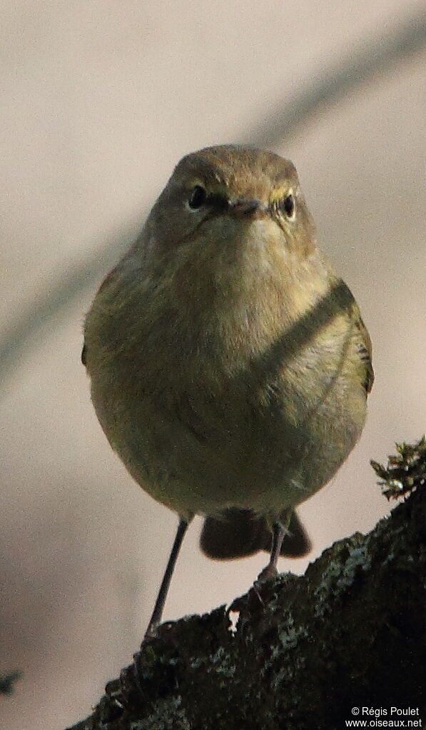 Common Chiffchaff