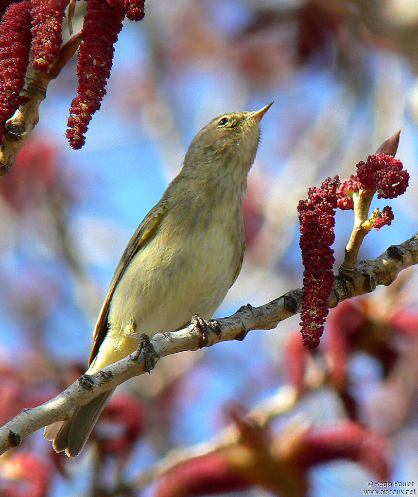 Common Chiffchaffadult, identification