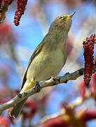 Common Chiffchaff