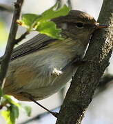 Common Chiffchaff