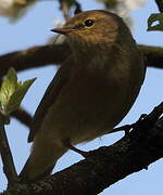 Common Chiffchaff