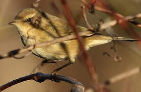 Common Chiffchaff