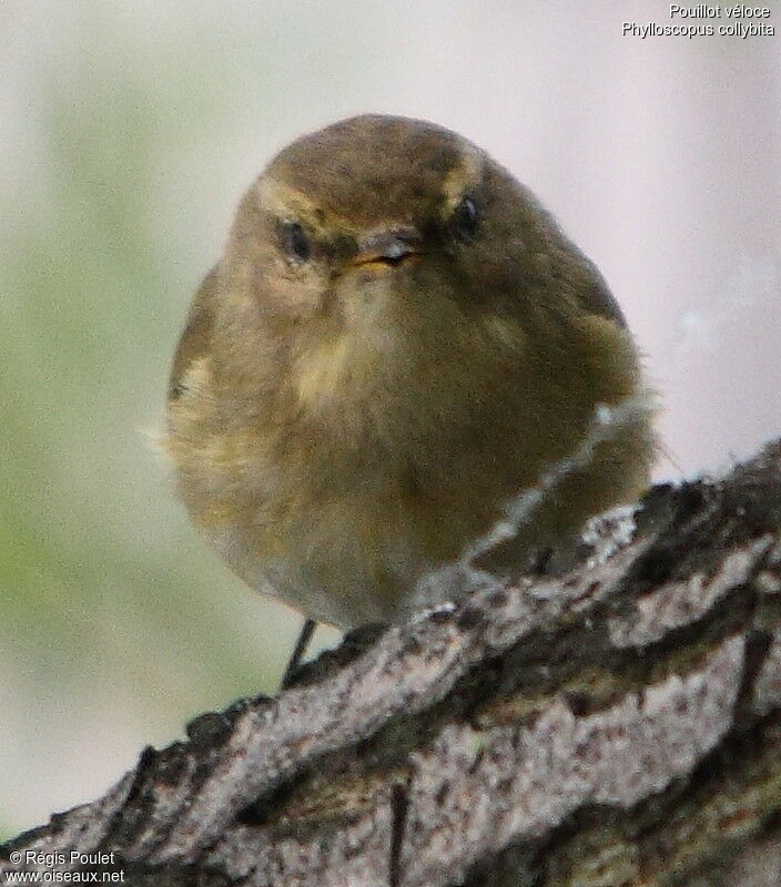 Common Chiffchaff