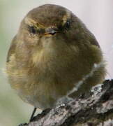 Common Chiffchaff