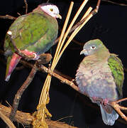 Black-naped Fruit Dove