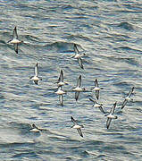 Manx Shearwater