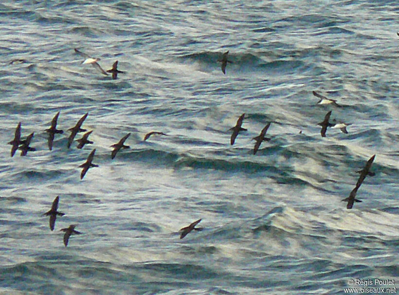 Manx Shearwater, Flight