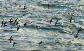 Manx Shearwater