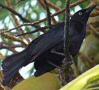 Carib Grackle