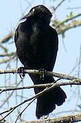 Carib Grackle