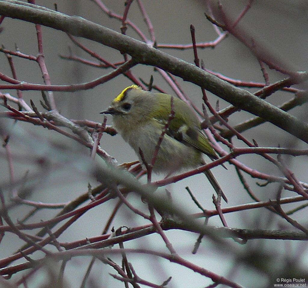 Goldcrest